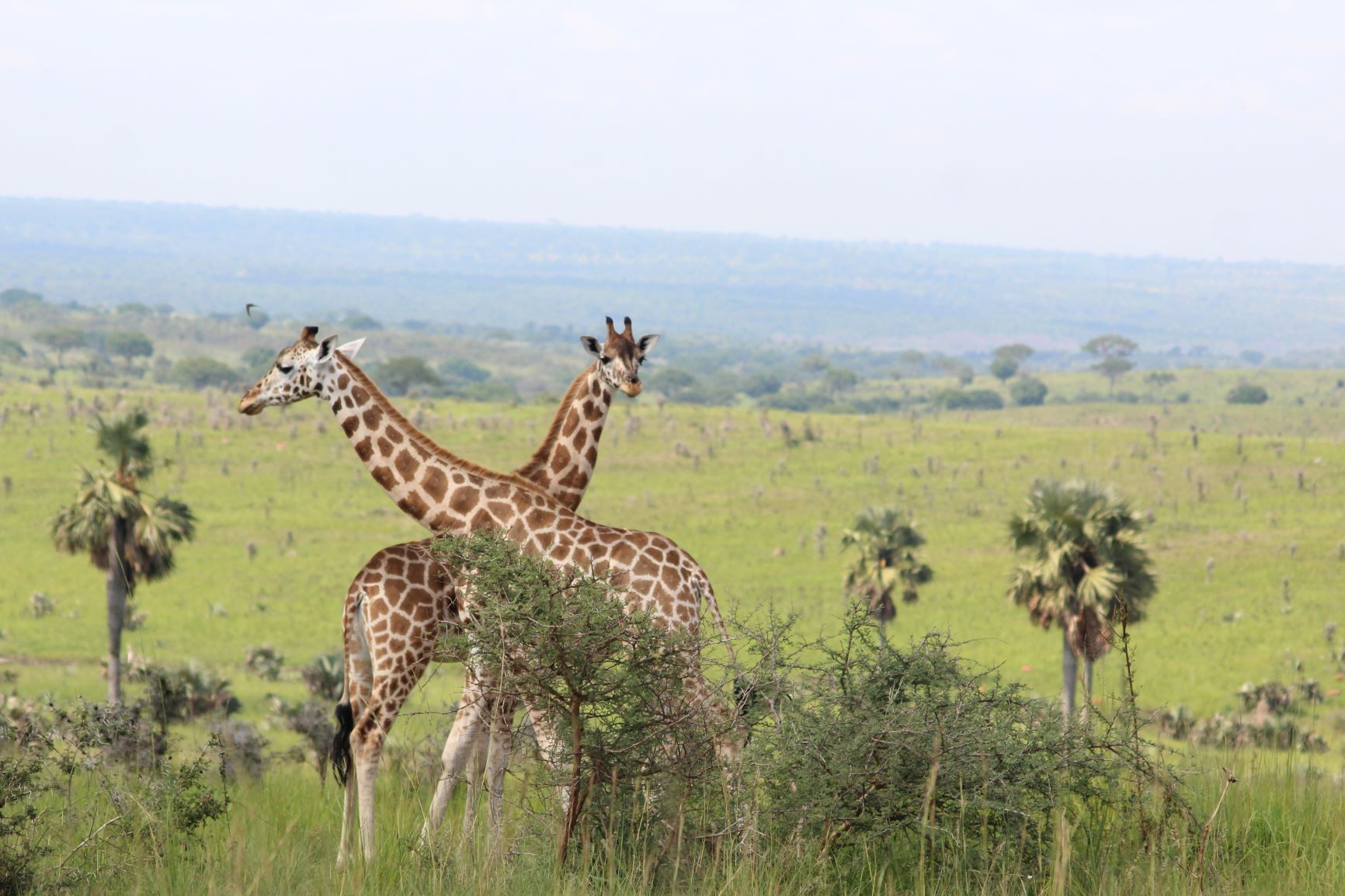  - Snow Hike Wildlife Safaris, Uganda, Tourism, 